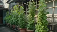 Cara Menanam Kecipir di Halaman Sempit agar Rajin Berbuah di Pot dan Rambatan Vertikal