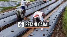 TV Petani