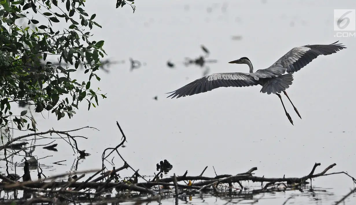 Burung residen Cangak Abu (Ardea cinerea) terlihat di kawasan Hutan Lindung Angke Kapuk, Jakarta, Sabtu (11/5/2019). Komunitas anak muda Yayasan KEHATI Biodiversity Warriors bersama Accenture melakukan pengamatan burung air di Hutan Lindung Angke Kapuk Liputan6.com/Herman Zakharia)