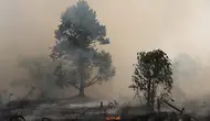 1.487 Hotspot Terdeteksi di Kalimantan