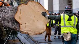 Detail bagian bawah pohon Natal yang siap dipasang di Rockefeller Center, New York pada 9 November 2019. Pohon cemara Norwegia untuk menyambut Natal 2019 tersebut memiliki tinggi 77 kaki atau 12 meter dengan berat 77 ton yang akan dinyalakan pada 4 Desember mendatang. (AP Photo/Craig Ruttle)