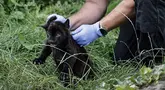 Seorang dokter hewan bersiap untuk memvaksinasi jaguar yang baru lahir di kebun binatang Crecy-la-Chapelle yang juga dikenal sebagai "Parrot World" di Crecy-la-Chapelle, Rabu (7/8/2024). (STEPHANE DE SAKUTIN / AFP)