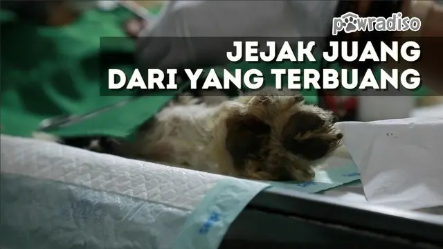 Kisah penyelamatan seekor Anjing Terrier yang diduga dibuang pemiliknya dan mengalami gangguan pada alat kelaminnya. Dokter Hewan bekerja sekuat tenanga mengembalikan keceriaan anjing tersebut.