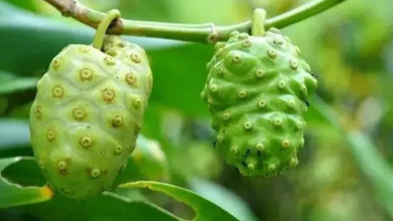 Cara Mengolah Buah Mengkudu Agar Tidak Pahit Namun Tidak Kehilangan Kandungan Sehatnya