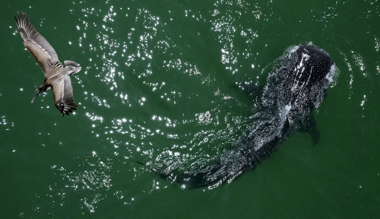 Pemandangan udara hiu paus (Rhincodon Typu) berenang di Laut Cortez di Bahia de los Angeles, negara bagian Baja California, Meksiko pada 17 Juli 2021. Musim penampakan hiu paus di Bahia de los Angeles berlangsung dari Juli hingga November. (Guillermo Arias/AFP)