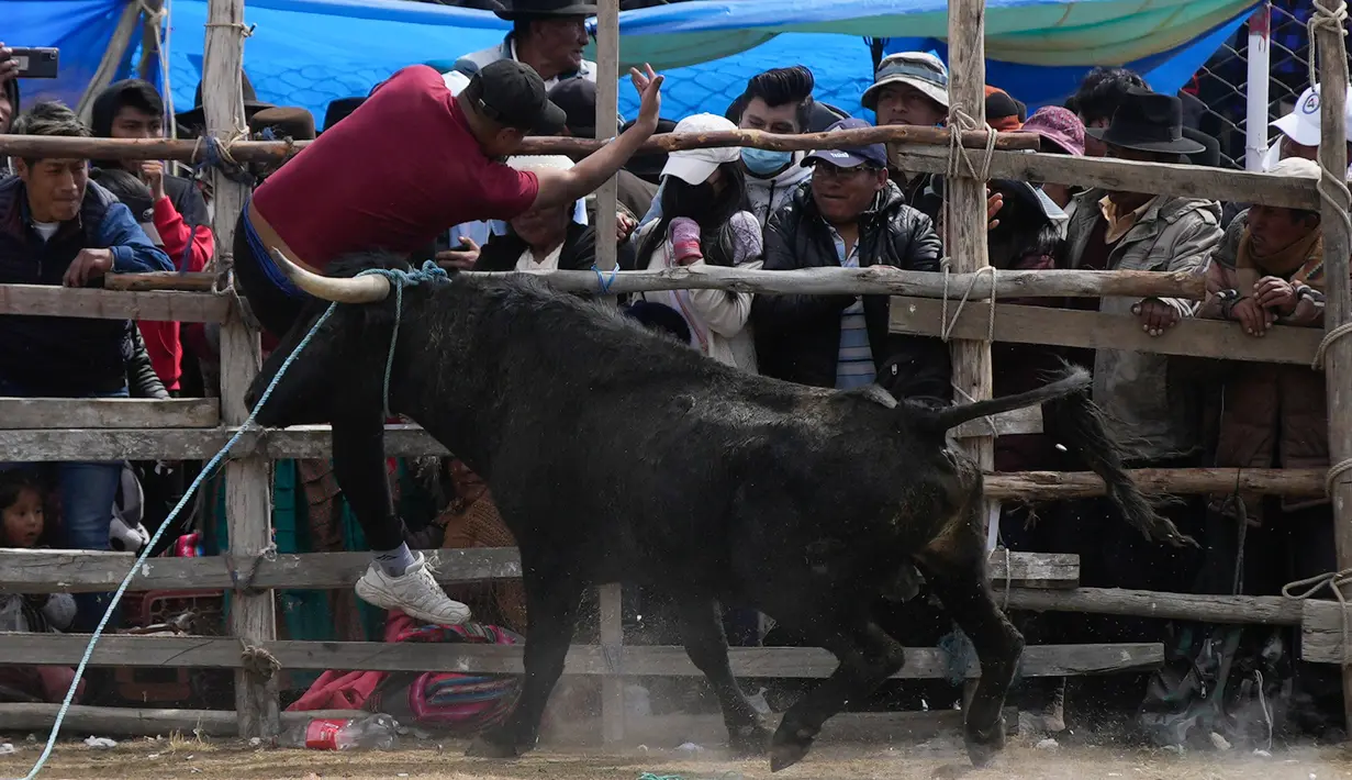 <p>Seorang matador amatir diseruduk banteng dalam Festival Our Lady of the Rosary di Desa Andes Huarina, Bolivia, Senin (3/10/2022). Sekelompok matador amatir melakukan parodi adu banteng Spanyol, tetapi tanpa mengorbankan banteng. (AP Photo/Juan Karita)</p>