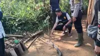 Tragedi Maut King Kobra Sukabumi, Ketua Tabu Indonesia Ungkap 3 Kunci Pertolongan Pertama Gigitan Ular