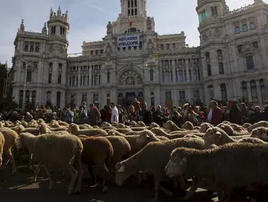 Penggembala berjalan bersama sekitar 2000 domba melewati pusat kota Madrid saat parade tahunan, Spanyol, Minggu (25/10). Para penggembala itu berdemonstrasi menentang perluasan wilayah perkotaan dan praktik-praktik pertanian modern. (REUTERS/Sergio Perez)