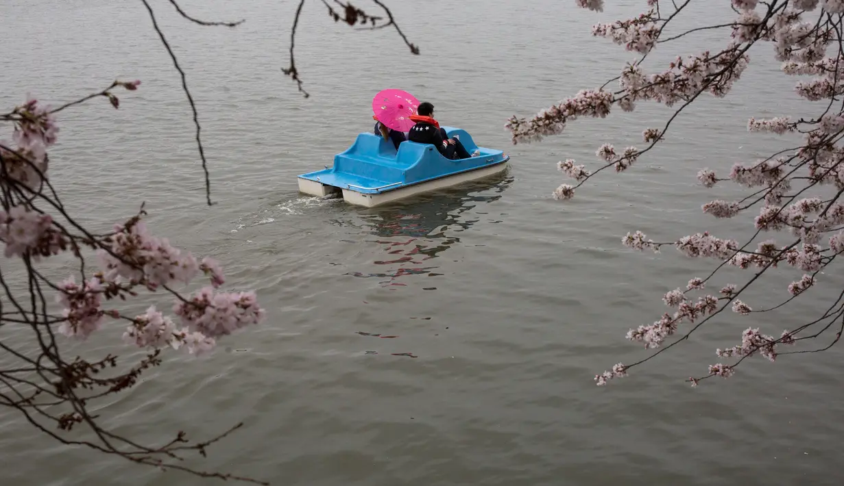 Warga naik perahu menikmati keindahan bunga sakura yang bersemi di Washington DC, AS (26/3). Bunga Sakura merupakan satu keunggulan negara Jepang. (AFP Photo / Zach Gibson)