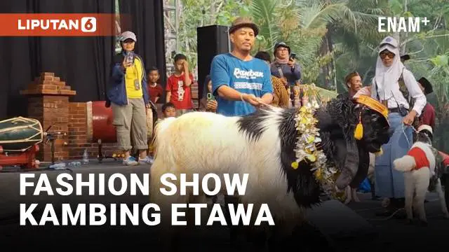 VIDEO: Bersolek, Kambing-Kambing Ikut Fashion Show di Kulon Progo