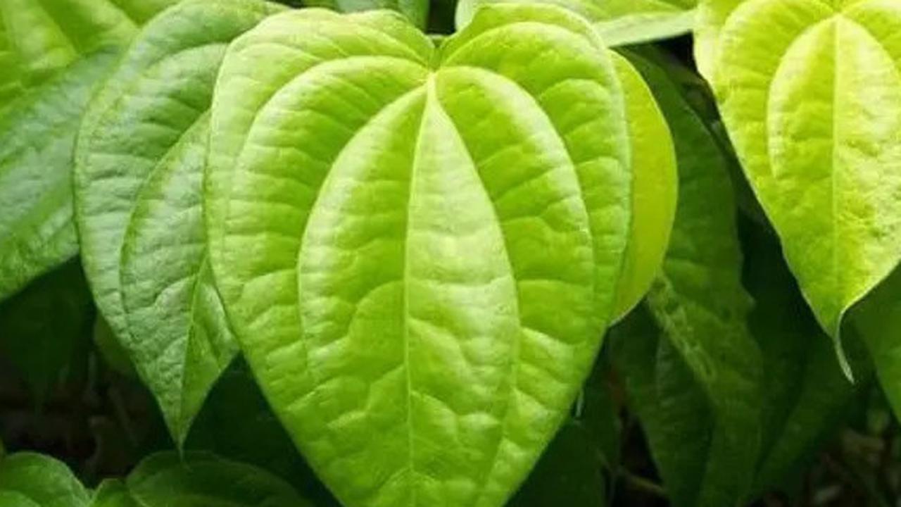 Mengolah Daun Sirih Hijau, Resep Rebusan untuk Menurunkan Tekanan Darah dan Menjaga Kadar Gula Darah