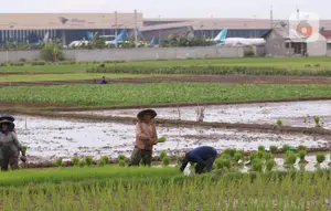 Produksi Beras Indonesia Tertinggi di Asia Tenggara