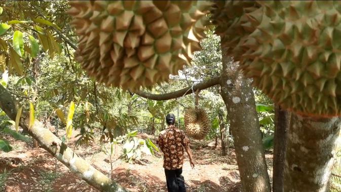 Kebun durian, potensi wisata agro di Desa Limbangan, Cilacap. (Foto: Liputan6.com/Muhamad Ridlo)