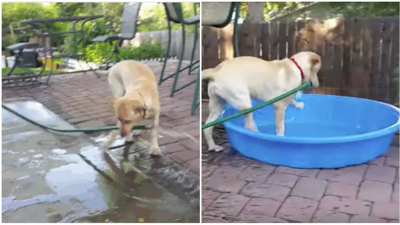 Mengintip Anjing Isi Bak Mandi Sendiri