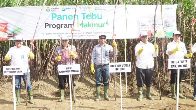 Kegiatan panen dan tanam tebu melalui program Petani Makmur di lahan percontohan Demonstration Plot (Demplot) di Malang Jawa Timur. (Dok ID Food)