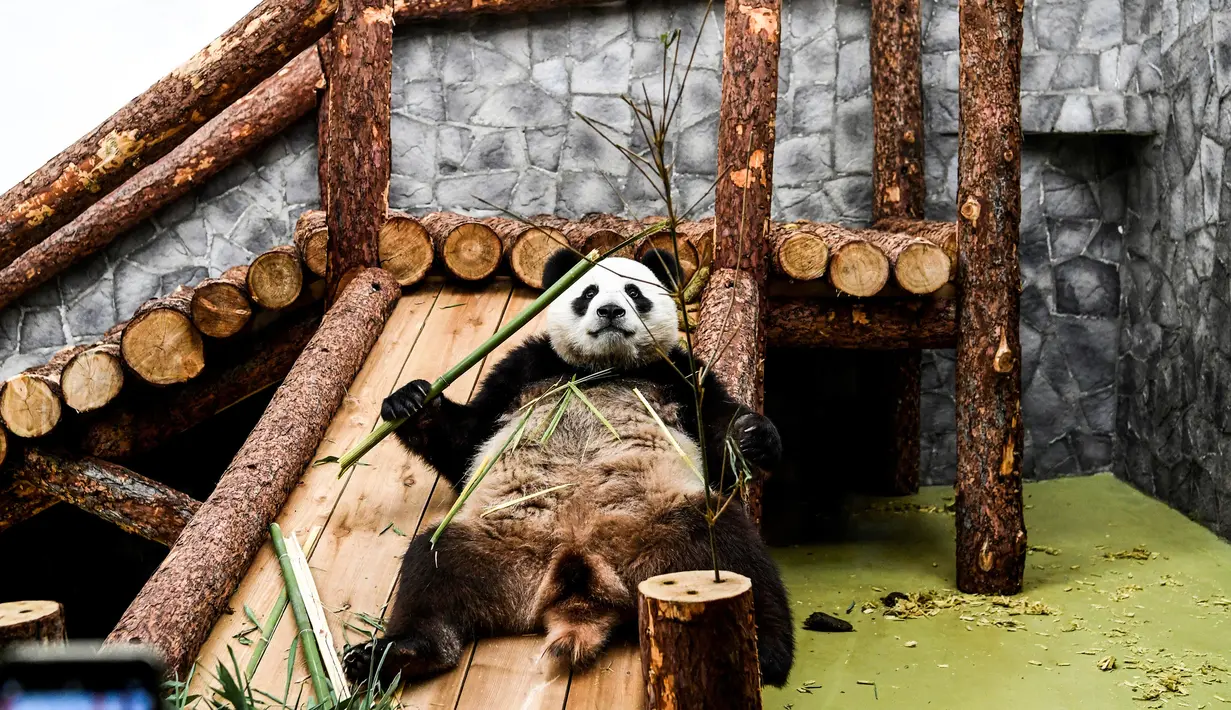 Panda raksasa (ailuropoda melanoleuca) memegangi bambu bermain di Kebun Binatang Moskow, Rusia, Sabtu (13/7/2019). (Kirill KUDRYAVTSEV/AFP)