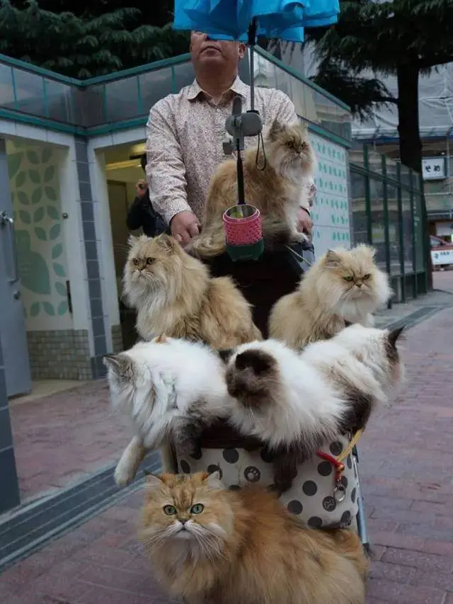 7 Potret Absurd Bapak-Bapak Momong Kucing Bak Anak Sendiri Ini Kocak