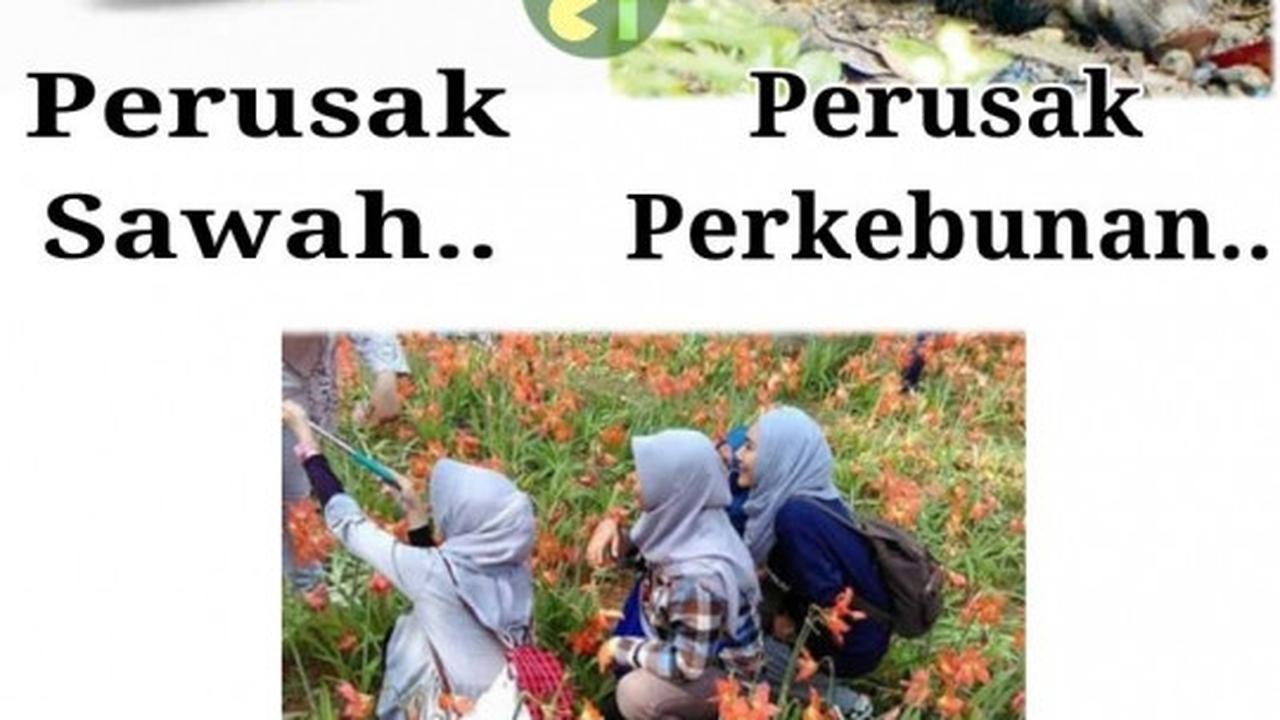 Meme-meme konyol sindir alayers rusak taman bunga Amarillys