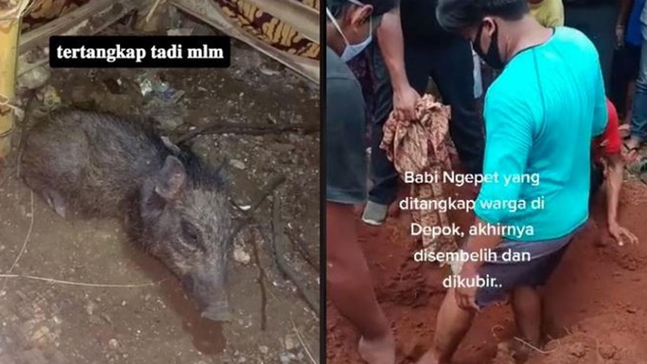 6 Video Amatir Penangkapan Diduga Babi Ngepet di Depok, Sudah Mati dan Dikubur