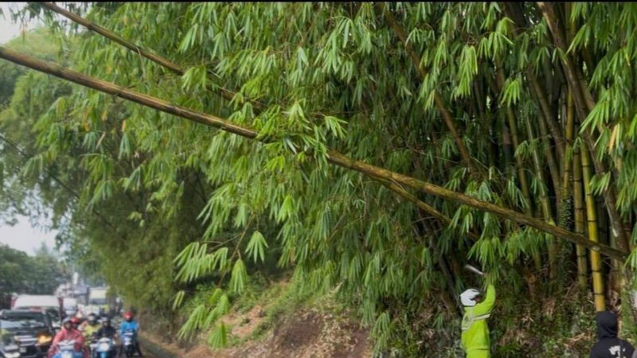 Akses Jalan Garut-Bandung Kembali Normal Usai Evakuasi Pohon Tumbang