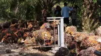 Tandan buah sawit ditimbang setelah panen yang dilakukan warga Desa Penyang Kecamatan Telawang Kabupaten Kotawaringin Timur. (foto: Dokumentasi Save Our Borneo.)
