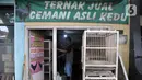 Safak (46) saat memberi pakan ayam Cemani di peternakan rumahan kawasan Kedu, Kabupaten Temanggung, Jawa Tengah (27/2/2023). Kecamatan Kedu yang berada di Kabupaten Temanggung terkenal sebagai pusat ternak sekaligus daerah asal ayam Cemani. (merdeka.com/Iqbal S Nugroho)