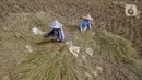 Menurut para petani padi di kawasan tersebut harga gabah kering pada musim panen saat ini mengalami kenaikan harga. (Liputan6.com/Angga Yuniar)