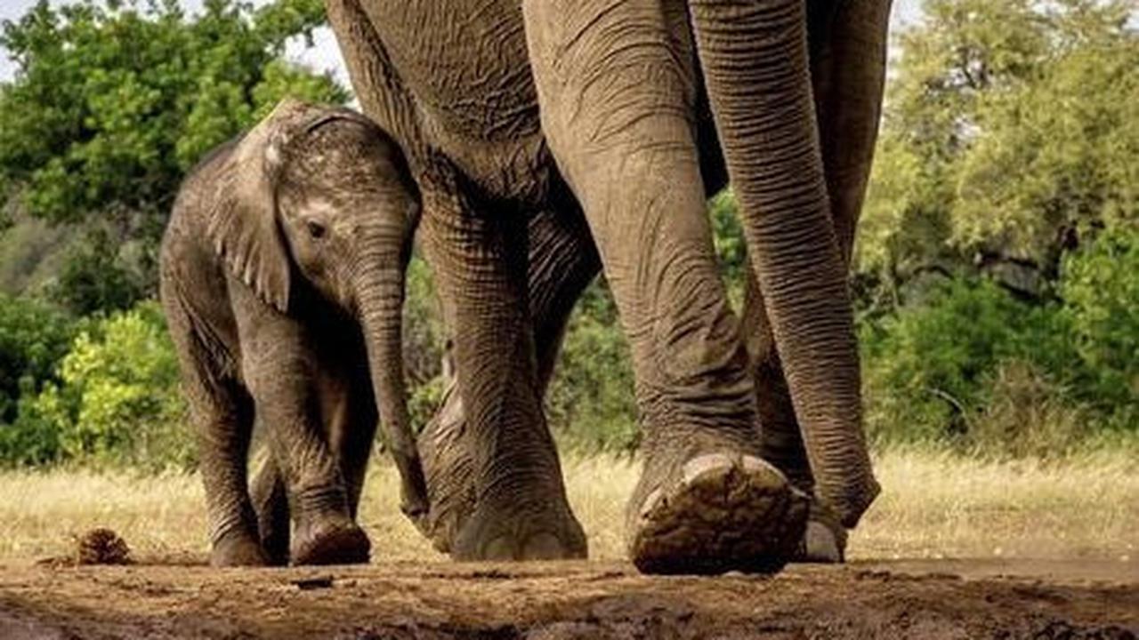 4. Gajah