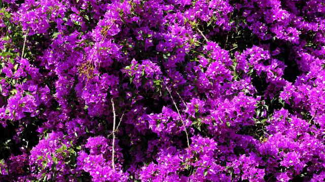 Jenis Tanaman Hias Bunga Outdoor