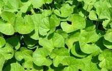 Khasiat Centella Asiatica dan Cara Pengolahannya, Daun Pegagan Bermanfaat untuk Kesehatan Kulit serta Fungsi Otak