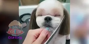 Anjing Ini Tenang Saat Potong Rambut