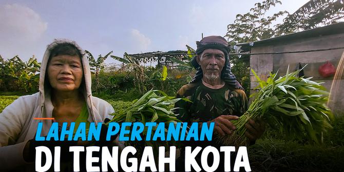 VIDEO: Pasutri Manfaatkan Lahan Kosong di Tengah Kota untuk Bertani Sayur