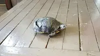 Kura-kura dengan cangkang yang pecah dan terbuka (Sumber: Facebook/Central MS Turtle Rescue)