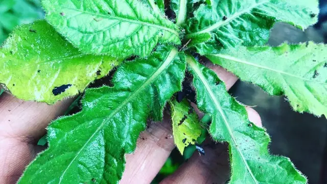 Daun tempuyung sebagai tanaman obat untuk asam urat hingga kencing batu
