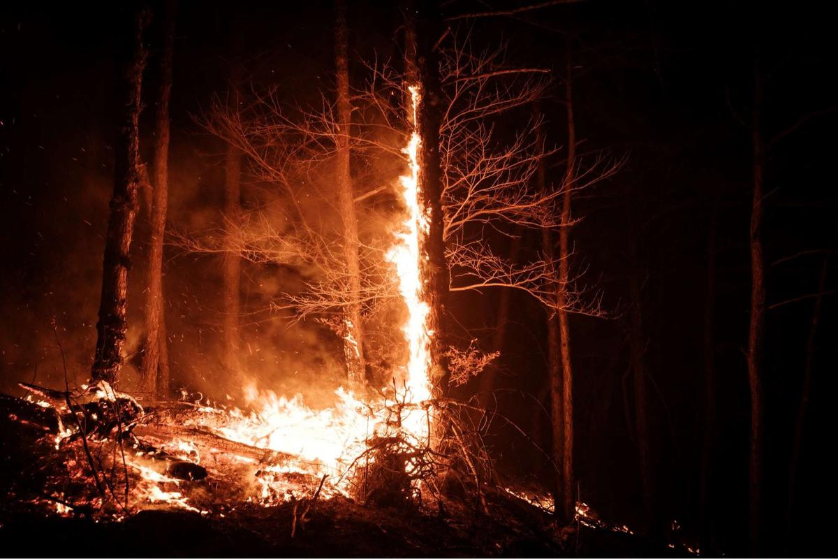 Kebakaran hutan Korea Selatan semakin ganas