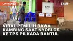 Pilkada 2024 tengah berlangsung, masyarakat antusias menentukan pilihan kepala daerah mereka. Seperti di Dusun Sarang, Sidomulyo, Bambanglipuro, Bantul, DIY ini. Seorang pemilih membawa kambing ke TPS untuk pemilihan Bupati Bantul.