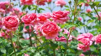 Ilustrasi english rose. (Foto: Shutterstock)