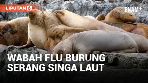 VIDEO: Waspada! Wabah Flu Burung Serang Singa Laut di Argentina, Penularan Bahkan Bisa ke Manusia