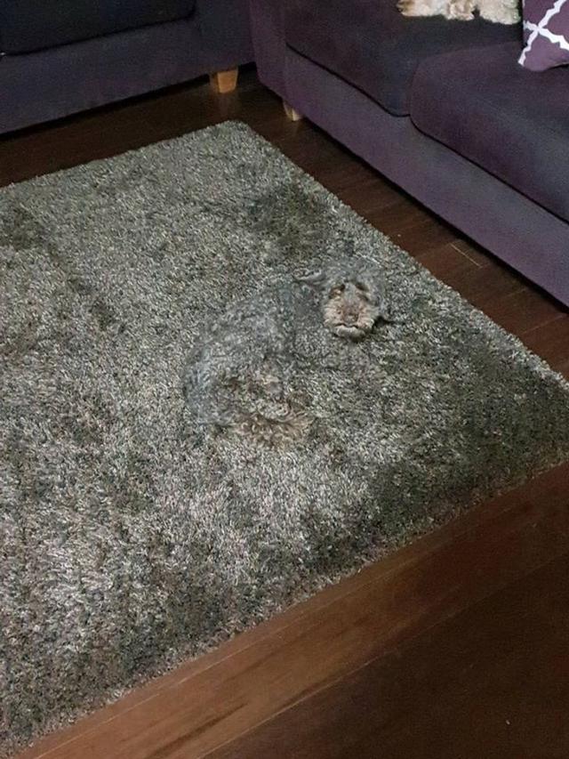 10 Foto Mengecoh Mata Ini Bikin Harus Lihat Dua Kali