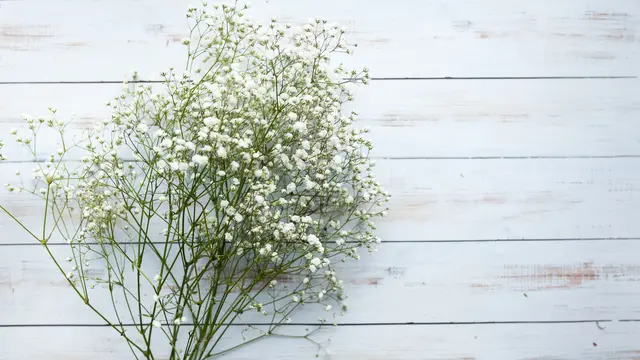 Ilustrasi Baby's Breath