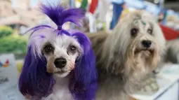 Lowchens Nadia (kiri) dan Soyer diperlihatkan saat bertemu dalam kompetisi Westminster Kennel Club 142nd Annual Dog Show di New York, Amerika Serikat, Sabtu (10/2). Westminster Dog Show merupakan kompetisi tahunan. (AP Photo/Mary Altaffer)