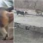 Diduga Aksi Balas Dendam, Kawanan Monyet Bunuh 250 Anjing dengan Cara Sadis. (Sumber: Suresh Jadhav for News18)