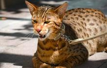 ini Kucing Termahal di Dunia dengan Harga Fantastis, Hampir Rp2 Miliar per Ekor