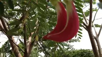 Bahan Campuran Pecel, Ini 5 Manfaat Kembang Turi untuk Kesehatan