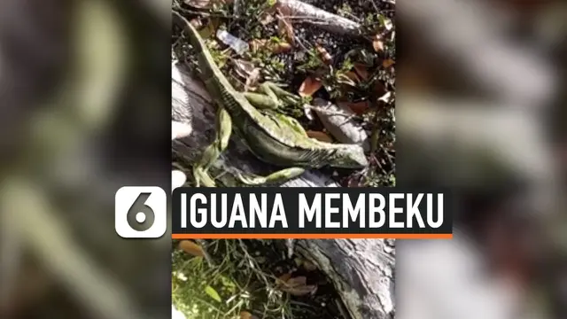 VIDEO: Cuaca Ekstrem, Iguana Membeku dan Berjatuhan dari Pohon