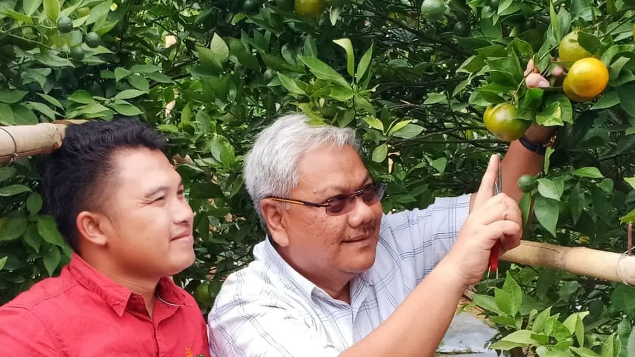 Rizal Pahlevi tengah mengamati satu buah jeruk Garut yang matang di pohonnya di are Agrowisata Eptilu, Cikajang, Garut, Jawa Barat.