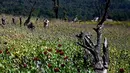 Petani bekerja di sebuah ladang opium di Hopong, Shan, Myanmar, Minggu (3/2). Opium adalah jenis narkotika yang paling berbahaya. (Ye Aung THU/AFP)