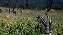 Petani bekerja di sebuah ladang opium di Hopong, Shan, Myanmar, Minggu (3/2). Opium adalah jenis narkotika yang paling berbahaya. (Ye Aung THU/AFP)