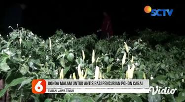 Para petani cabai di Desa Grabagan, Tuban, Jawa Timur, rela menahan dingin malam agar tanaman cabai mereka tidak dicuri lagi saat panen akan tiba 15 hari mendatang.