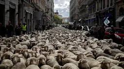 Ratusan domba saat diajak para peternak dalam aksi unjuk rasa menentang kebijakan 'Plan Loup' di Kota Lyon, Prancis, (9/10). Menurut peternak, kebijakan pemerintah tersebut hanya merugikan para peternak. (AP Photo / Laurent Cipriani)